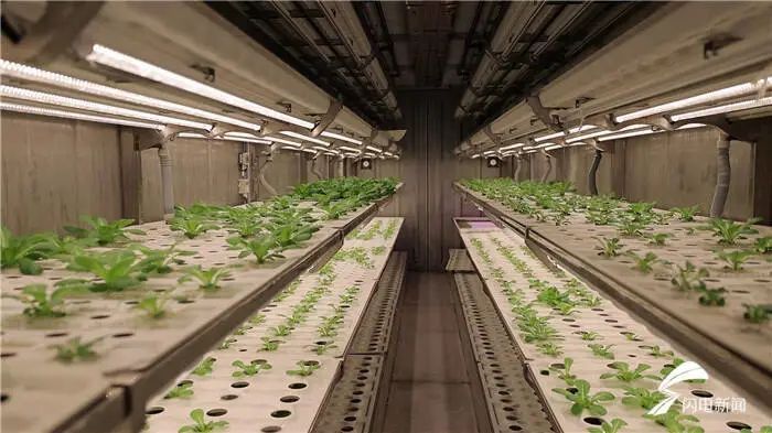 集装箱里的"春耕" 一个40尺的移动植物工厂可种5000株叶菜 产量相当于
