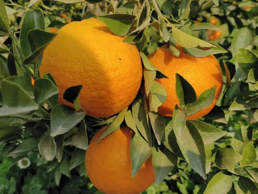 宾川水果季致富有新招新品种明日见柑桔成熟了