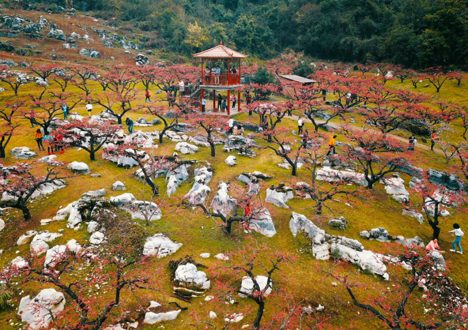 2022连平上坪桃花节图片