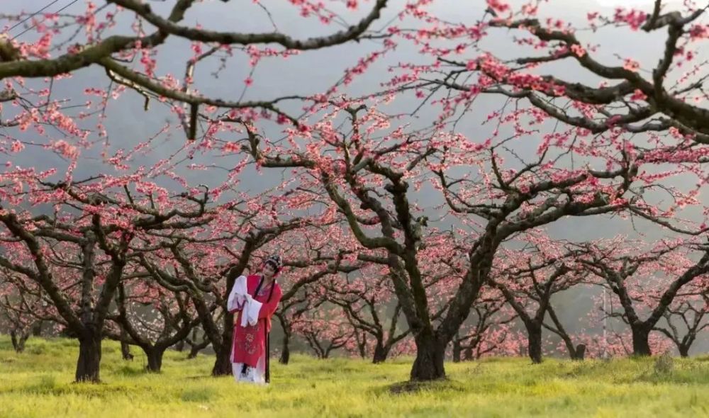 2022连平上坪桃花节图片