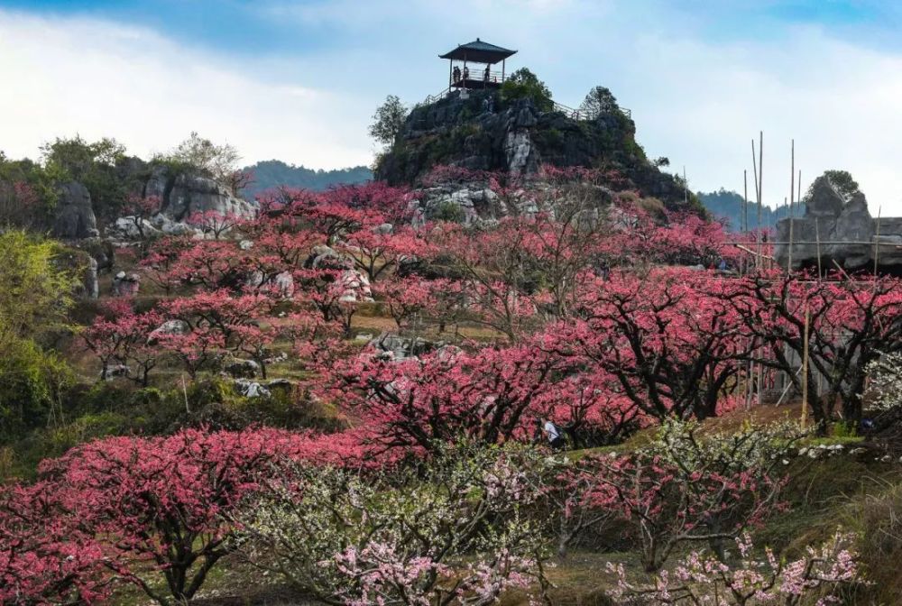 连平县上坪镇桃花图片