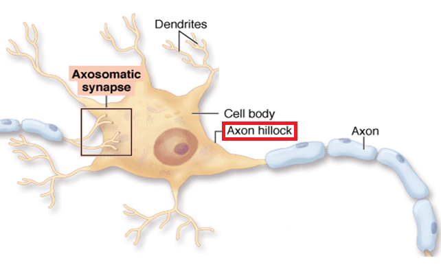 axonhillock图片