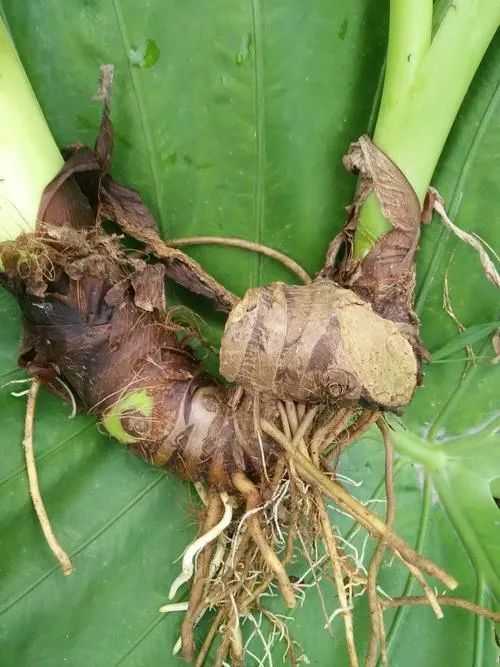 这种芋头不能吃小区挖来红烧57岁男子尝一口悲剧了