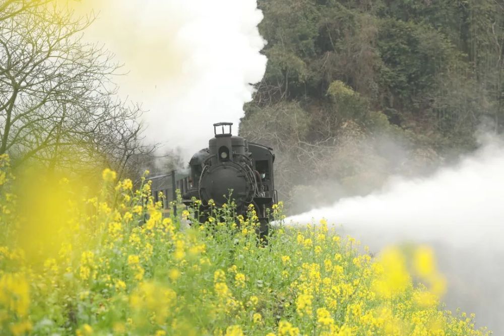 成都油菜花景点小火车图片