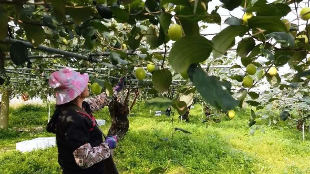 丰顺青枣挂枝头 果农增收笑颜开_腾讯新闻