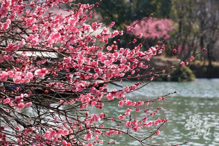 西溪湿地300亩梅花进入最佳观赏期倡导市民游客绿色出行这份交通攻略