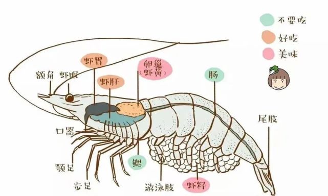 寄居蟹身体构造图片图片