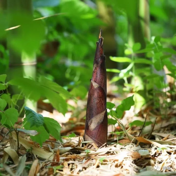 它们来自长江中下游广泛分布的刚竹属竹类,主要有雷竹,哺鸡竹,金竹