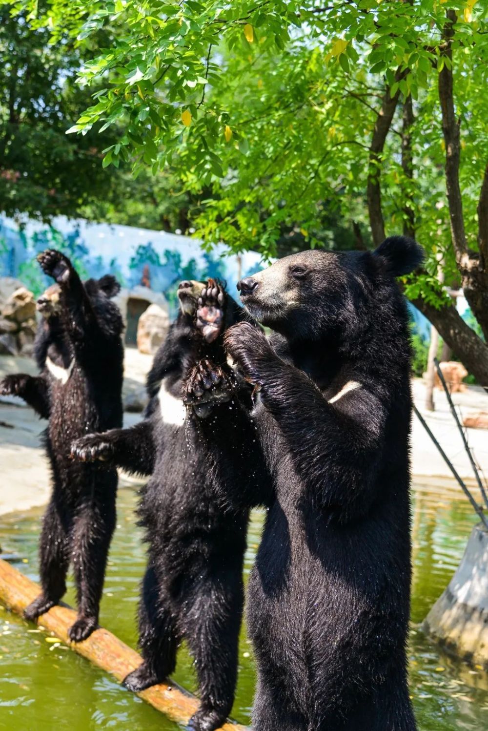 【濟南野生動物園免門票】3.