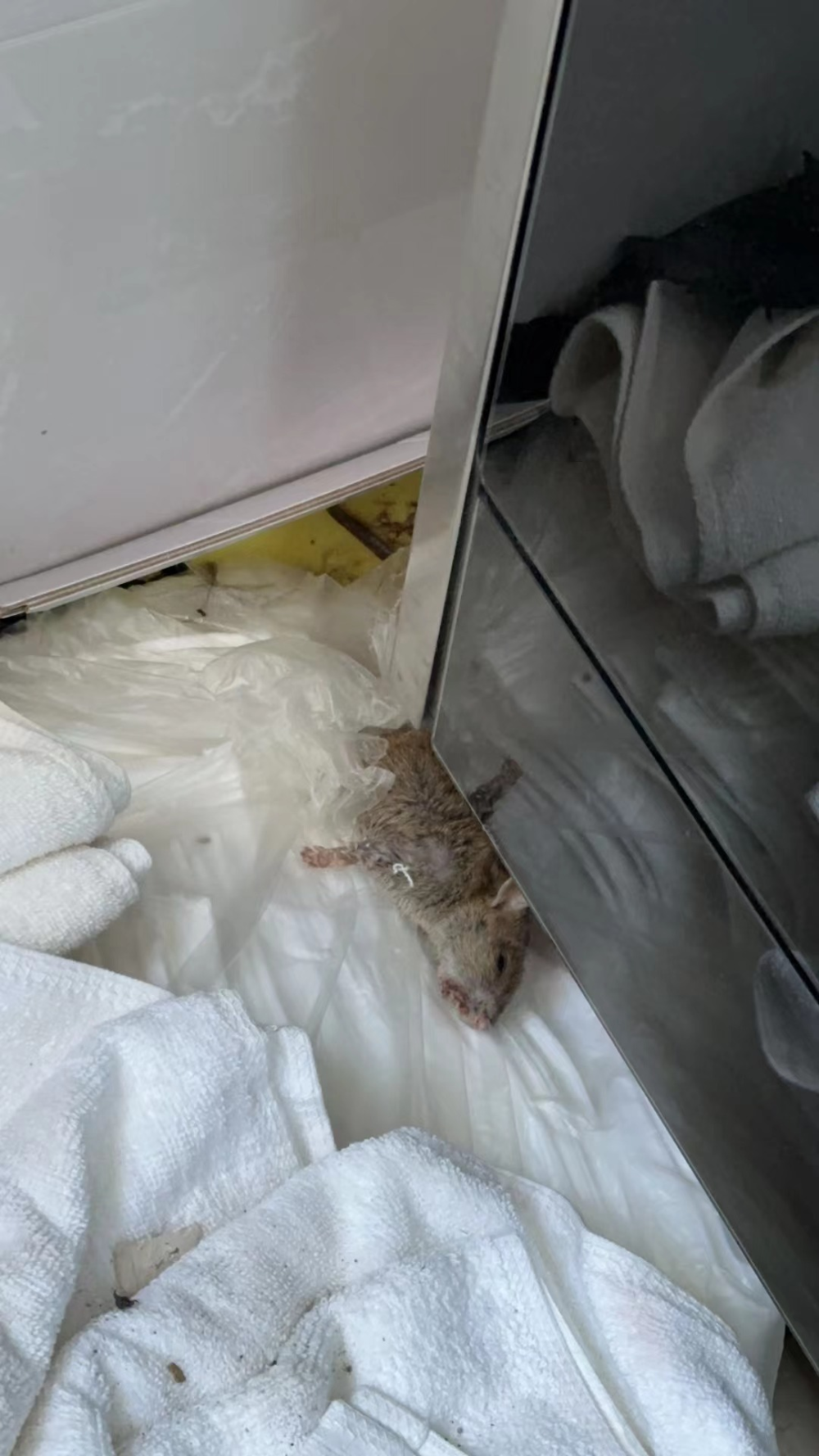 太恶心了!北京居民翻新住宅,结果家里竟进了12只老鼠