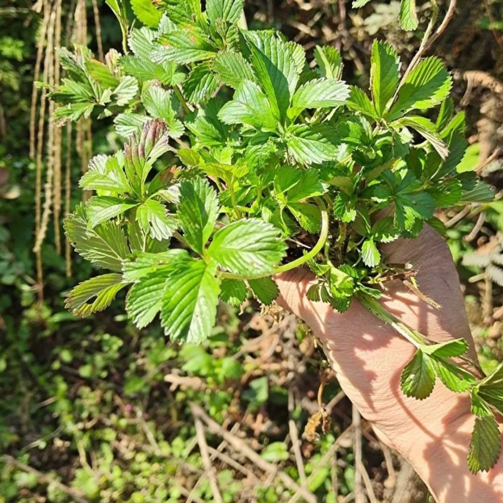 水溝旁長有五片葉子的五皮風老人說它用途很強大一起了解下