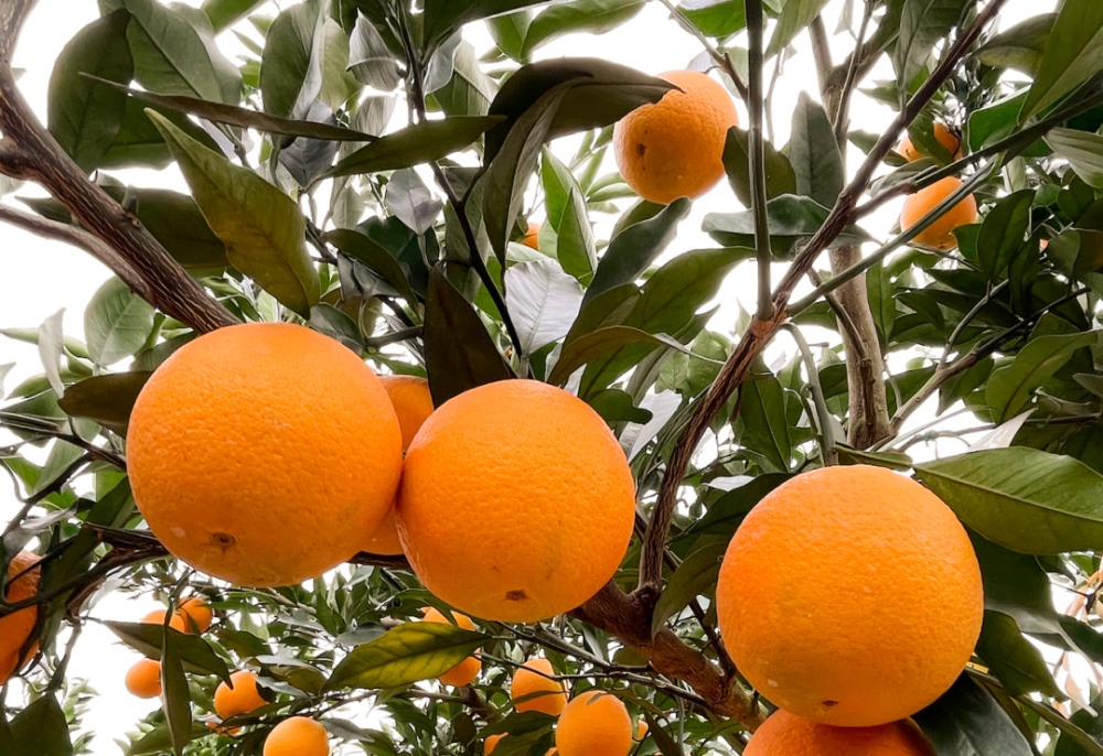 汁水充盈,橙香四溢,挂果保鲜时间长的长叶香橙