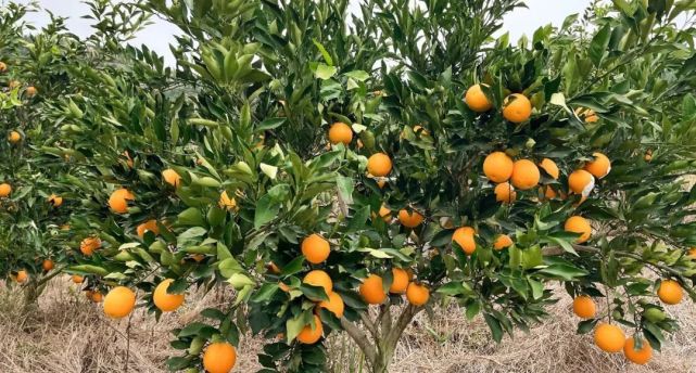 汁水充盈,橙香四溢,挂果保鲜时间长的长叶香橙