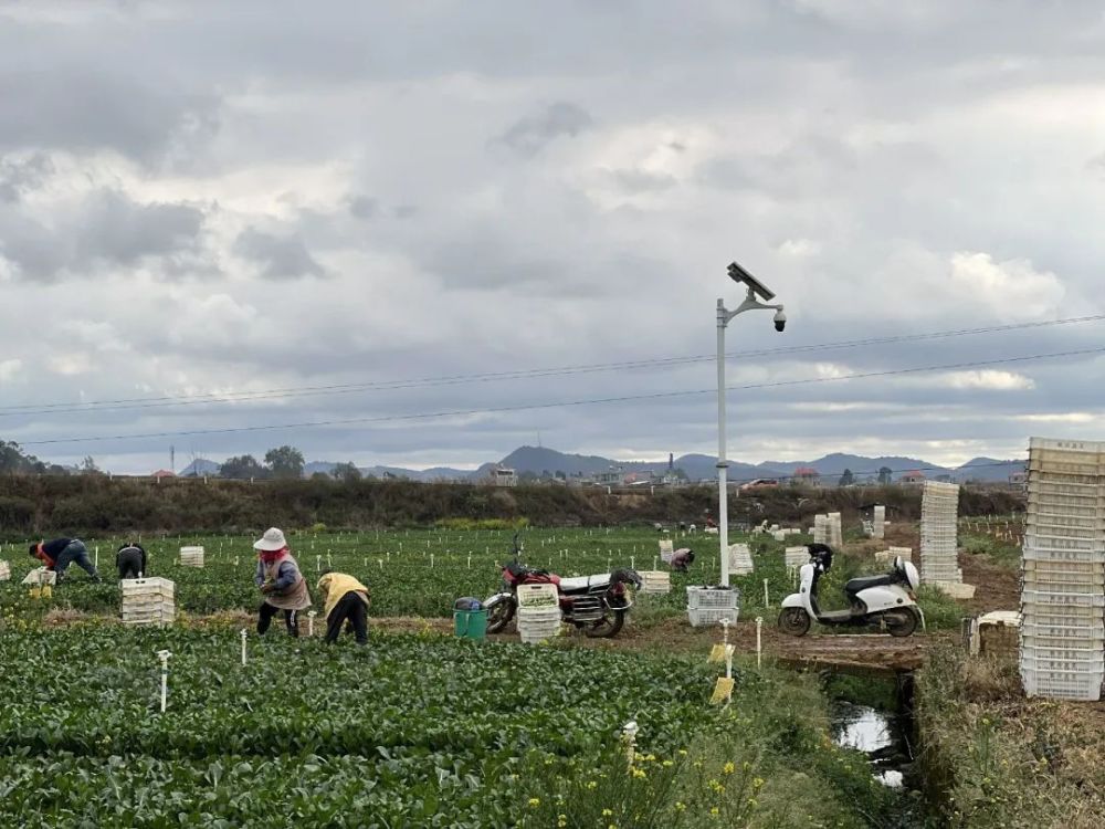 砚山县稼依镇大稼依社区党委副书记 廖顺萍:"稼依是粤港澳大湾区菜