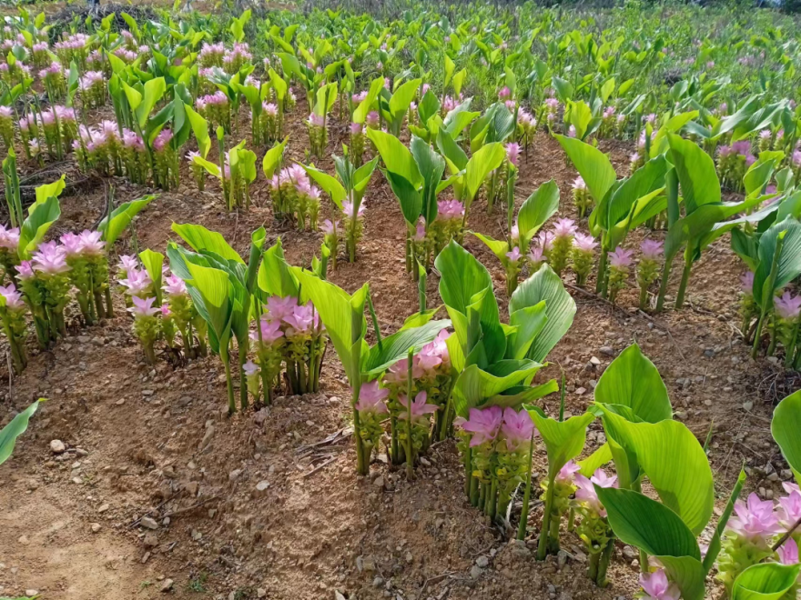 浙江首批公布温州这些道地药材你都认识吗