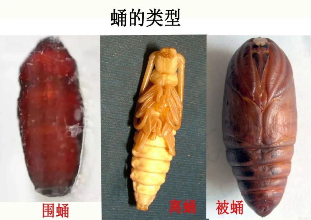 昆虫的蛹分为围蛹,离蛹,被蛹三种类型.