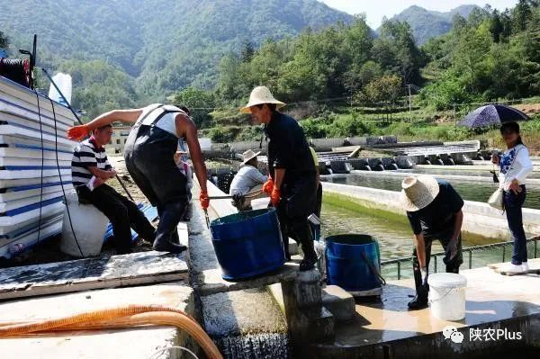 养鱼致富经_养鱼养虾致富发家_池塘养鱼可以种草养鱼吗