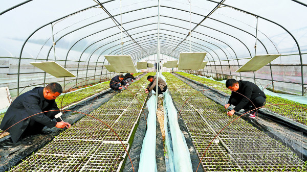 李新辉 摄影报道在湘潭市蔬菜种苗中心育苗大棚,通过石墨烯增温和技术