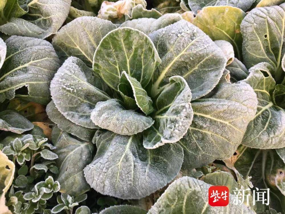 倒春寒让南京春天意外见霜