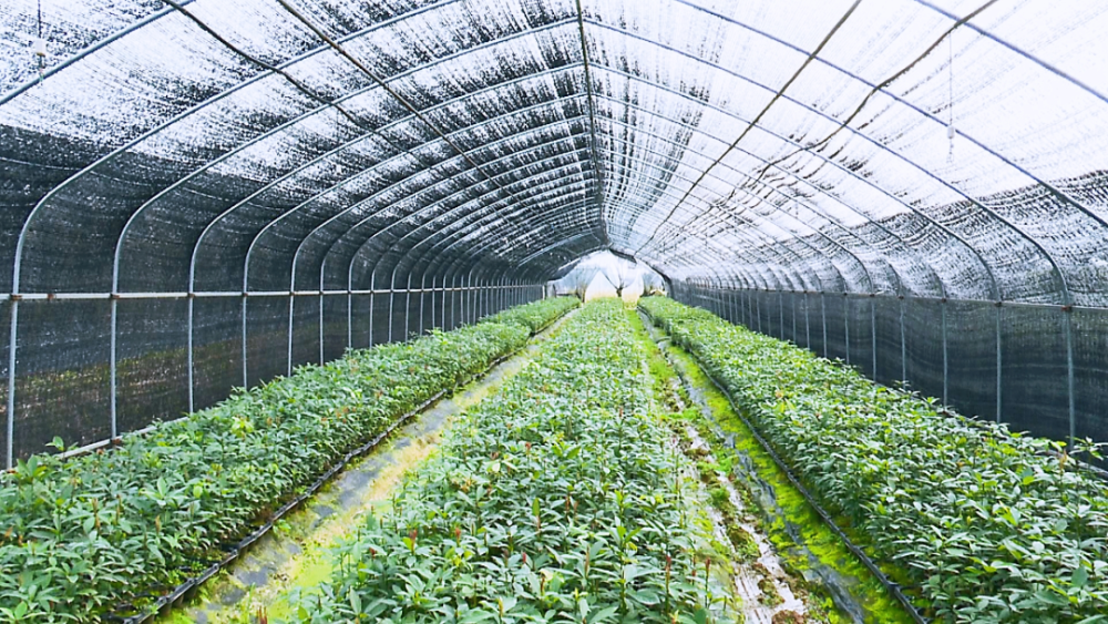 基地面積約100畝,規模可達100萬株,以培育楠木,紅椎,半楓荷等多種珍貴