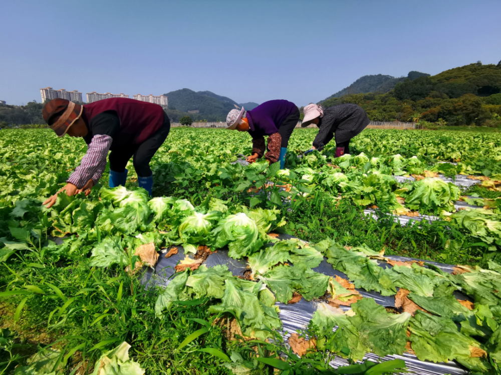 春採春種又春運增城的大灣區菜籃子基地耕新啦