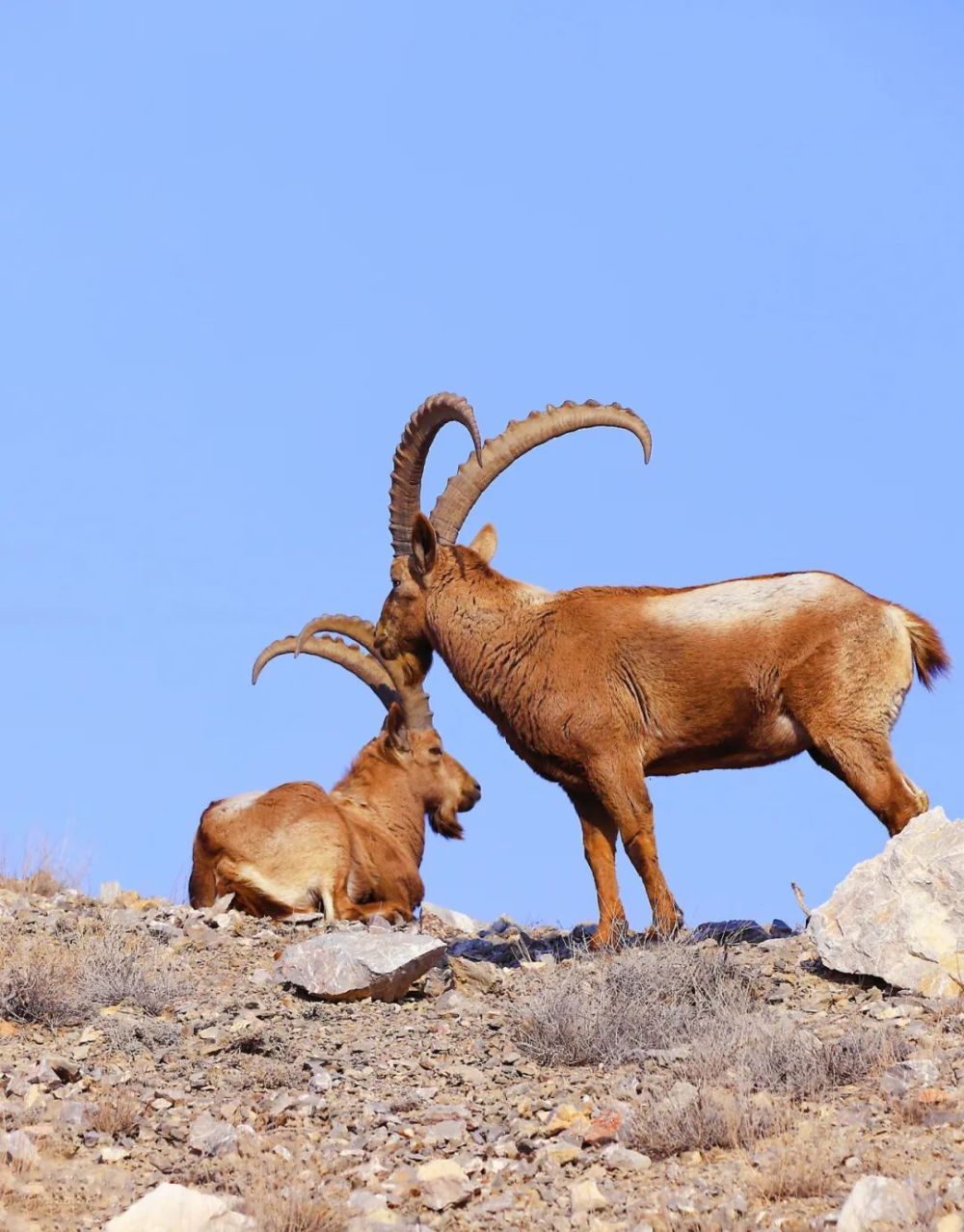 和谐共处北山羊漫步67博乐市五台工业园区