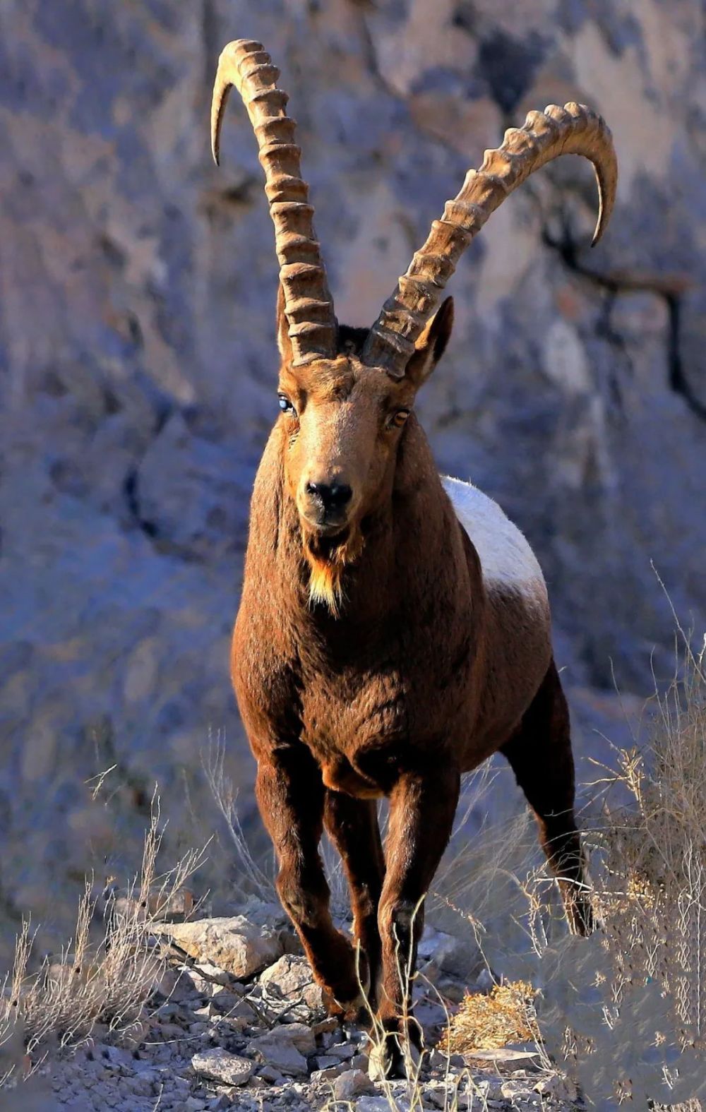 和谐共处北山羊漫步67博乐市五台工业园区