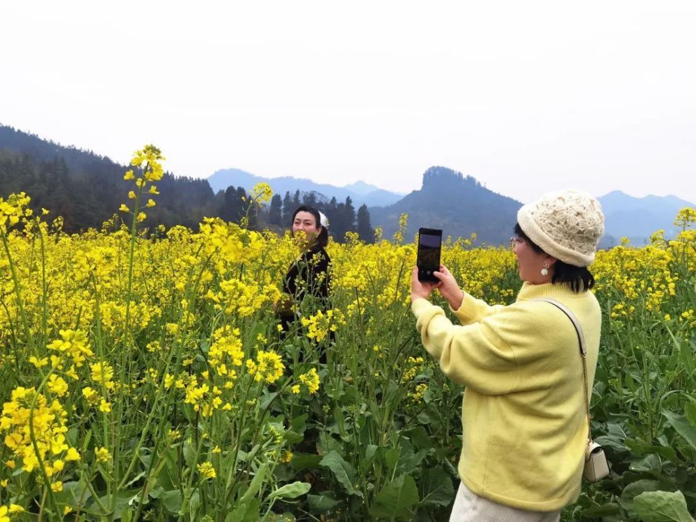 铜仁拓江67瓦屋千亩油菜花竞相开放