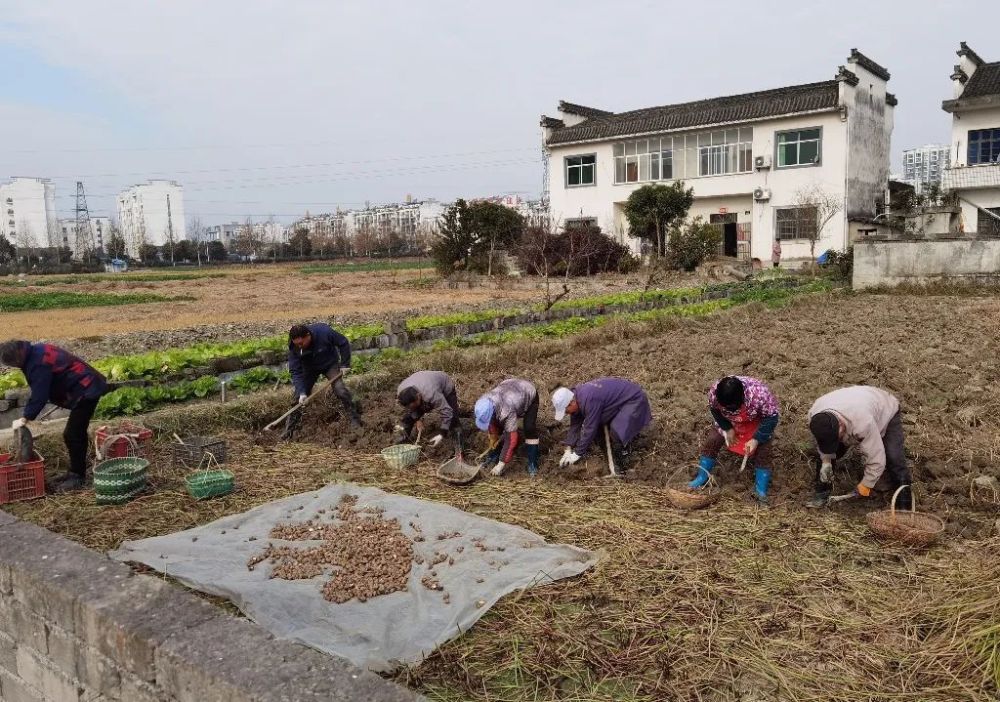 徽州区2万余斤优质荸荠等你来购