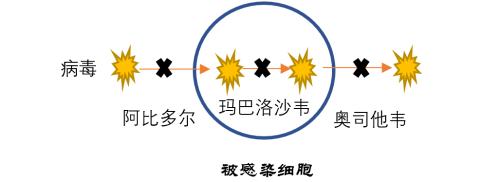 研究显示巴洛沙韦治疗禽流感比奥司他韦更有效