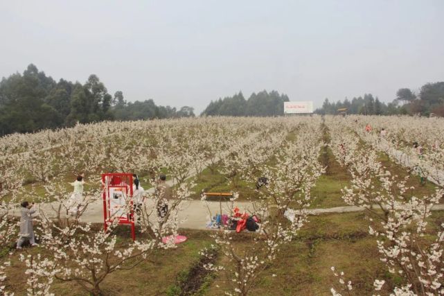 犍为县芭沟镇樱花图片