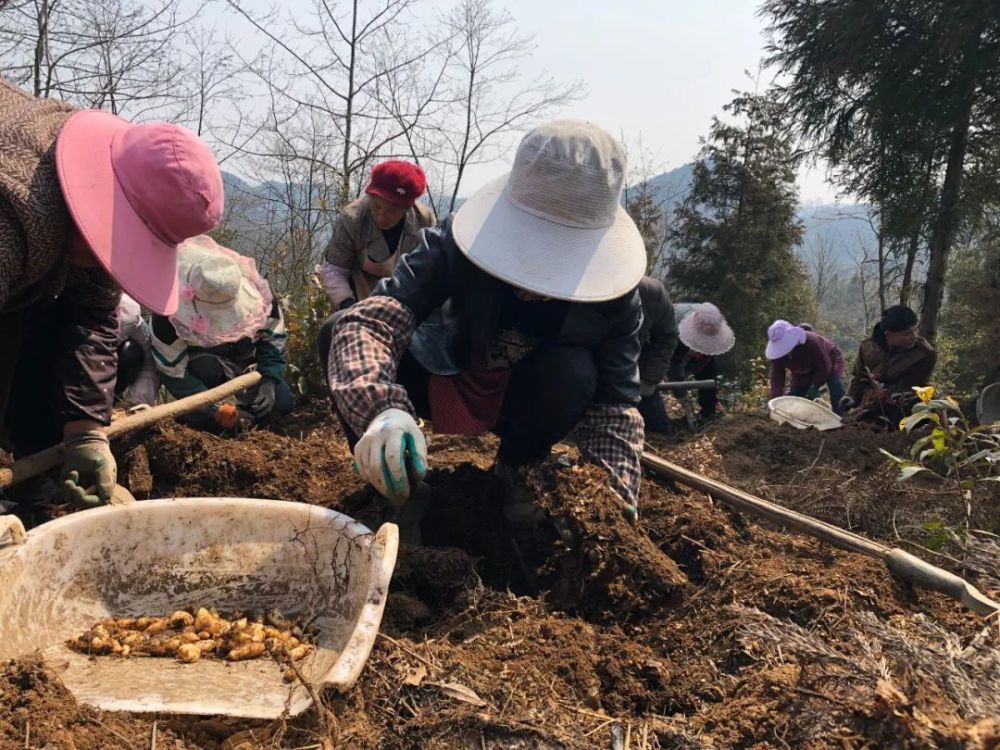 大方县小屯乡:发展壮大天麻产业 助力农户增收致富_腾讯新闻