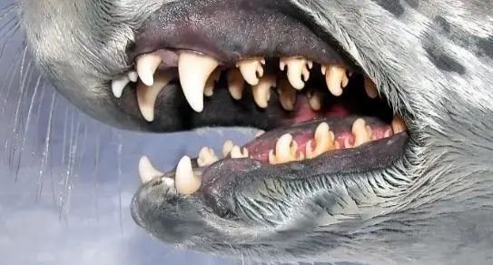 31丨世界海豹日