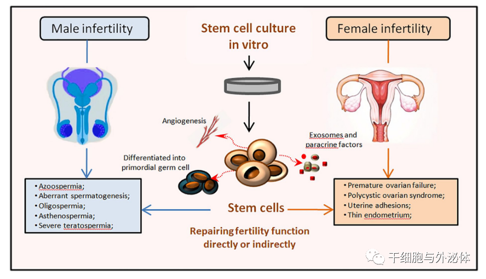 間充質幹細胞療法一種治療不孕症的有前途的治療方法