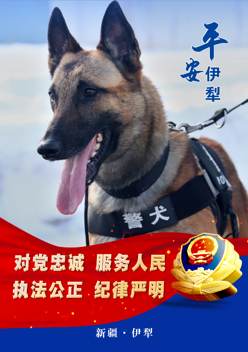【海报】警犬炫酷来袭