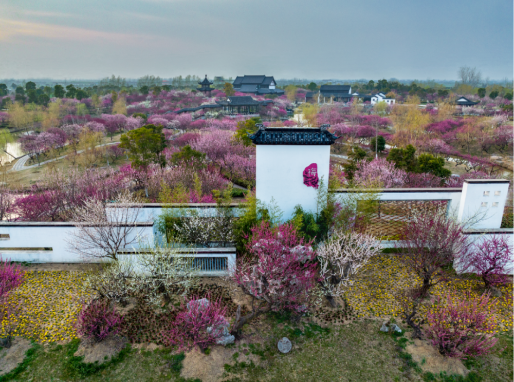 大丰梅花湾摄影家采风行作品集萃(四)