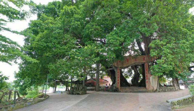 珍貴澄海蓮華鎮竟藏著這麼多古樹其中一棵白銀樹已挺立700年