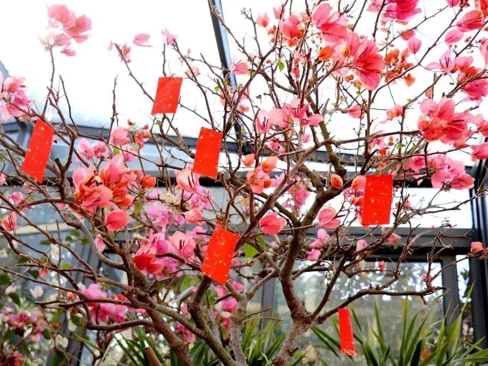 今天花朝节!一起来赏红祈福……_腾讯新闻