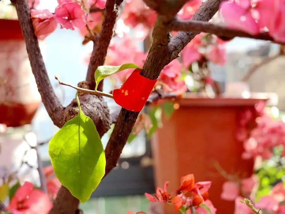 花朝节挂花祈福图片