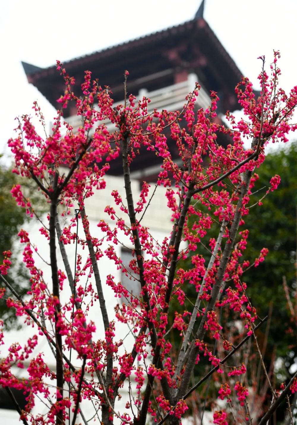 殿旁修建了一條櫻花棧道,種植中華櫻,福建山櫻,飛寒櫻等櫻花近200株