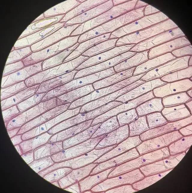 口袋里的显微镜放大120倍的神奇世界让娃兴奋到爆