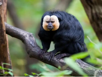 "恐怖白脸猴"长相炸裂震惊网友,没想到它的远亲更奇葩!_腾讯新闻