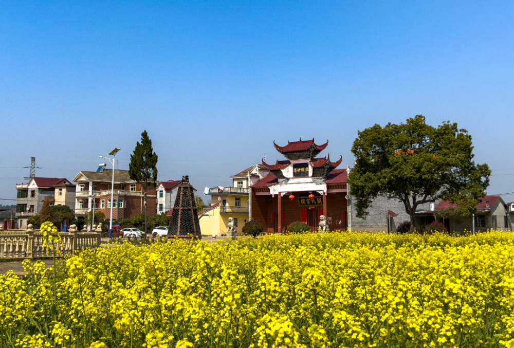 (曾憲勇,王青青,周星)大豐田園在吉州窯景區,金色油菜點綴古窯古香