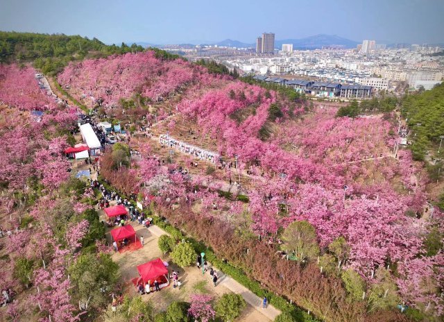 曲靖马龙樱花节,美景美食等你来_腾讯新闻