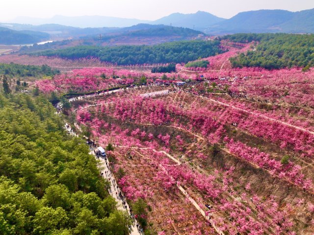 曲靖马龙樱花节,美景美食等你来_腾讯新闻