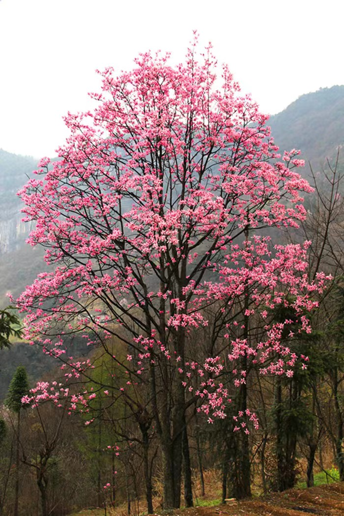 宜昌看花景点推荐图片