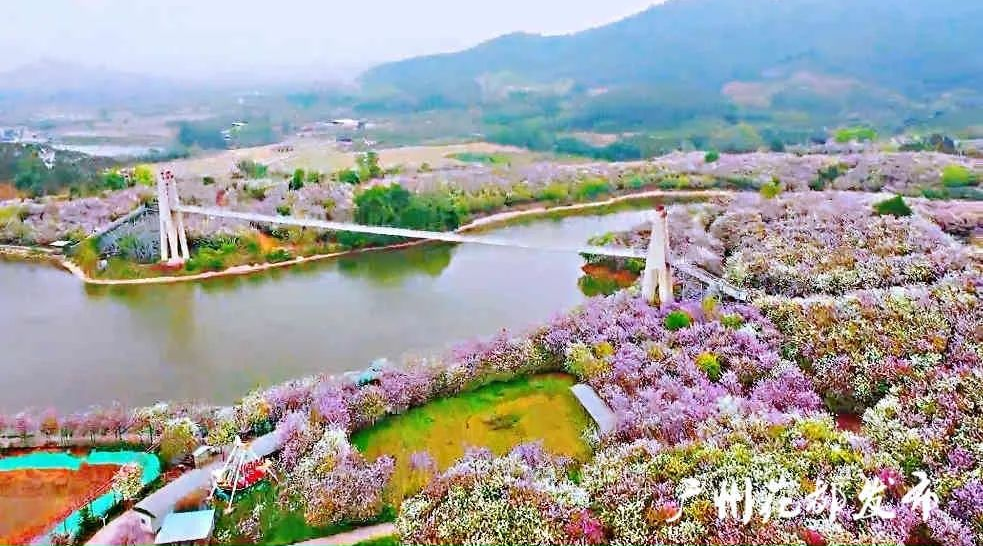 花都春日赏花攻略来了_腾讯新闻