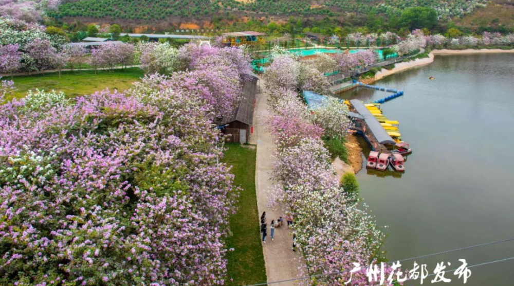 花都春日赏花攻略来了_腾讯新闻