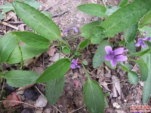 中藥材紫花地丁