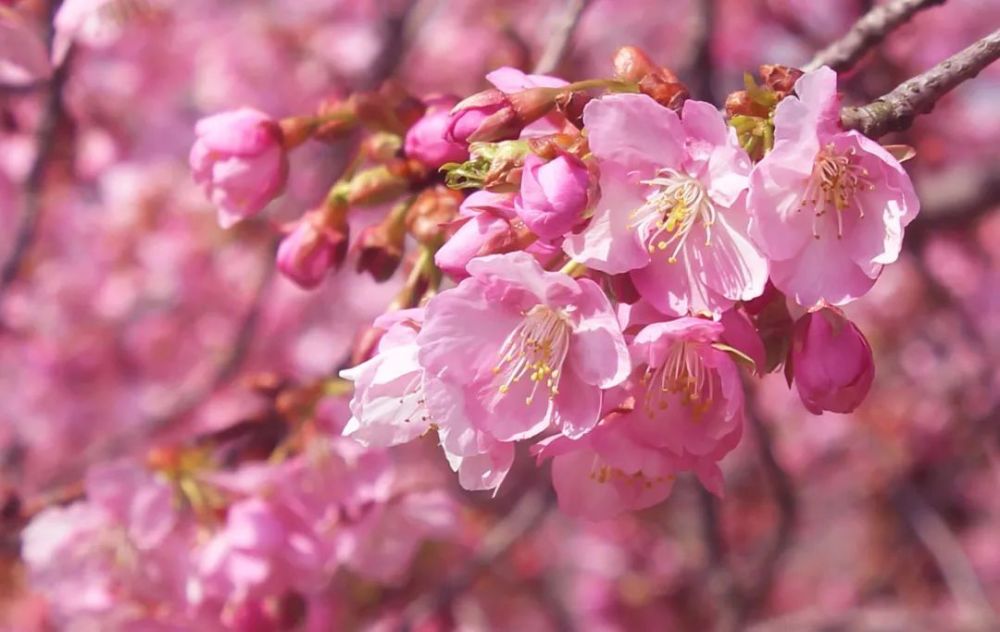 全域旅遊58000㎡櫻花園盛開露營草坪音樂會小火鍋快來打卡